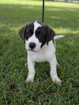 Newton -  Great Pyrenees and Mixed Breed Dog for Adoption in Aiken, South Carolina - Newton | PetCurious