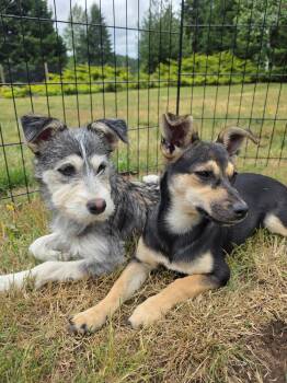 Tiana (gray pup) -  Terrier and Chihuahua Dog for Adoption in Olympia, Washington - Tiana (gray Pup) | PetCurious