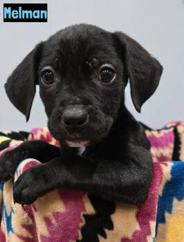 Black Labrador Retriever Dogs Available for Adoption - Melman | PetCurious