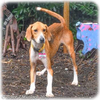 Furlinda -  Hound Dog for Adoption in Wake Forest, North Carolina - Furlinda | PetCurious