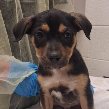 Sangaria Sauvignon Blanc -  Mixed Breed Dog for Adoption in Murray, Utah - Sangaria Sauvignon Blanc | PetCurious