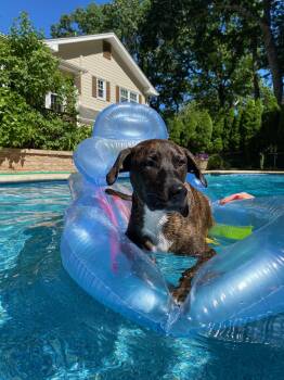 Plott Hound Dogs Available for Adoption in Jackson Township, New Jersey - LUCAS | PetCurious