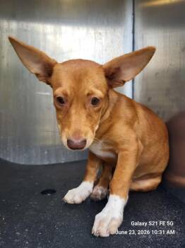 RANGER -  Chihuahua Dog for Adoption in San Antonio, Texas - RANGER | PetCurious