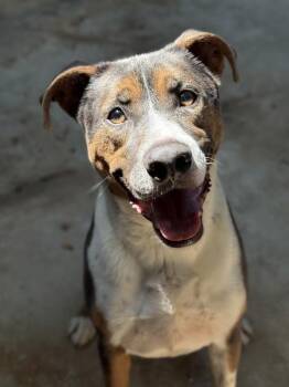 Shepherd Dogs Available for Adoption in Lancaster, Ohio - Bongo | PetCurious