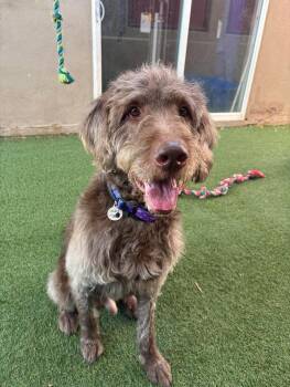 Hubert -  Labradoodle Dog for Adoption in Phoenix, Arizona - Hubert | PetCurious