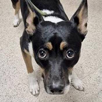 Nyra - URGENT -  Rat Terrier Dog for Adoption in Thousand Oaks, California - Nyra - URGENT | PetCurious