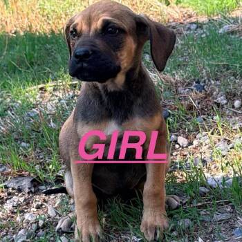Lamby -  Mixed Breed Dog for Adoption in Tacoma, Washington - Lamby | PetCurious