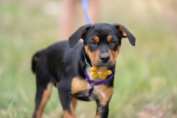Australian Cattle Dog Blue Heeler Dogs Available for Adoption in Evergreen, Colorado - Madison | PetCurious