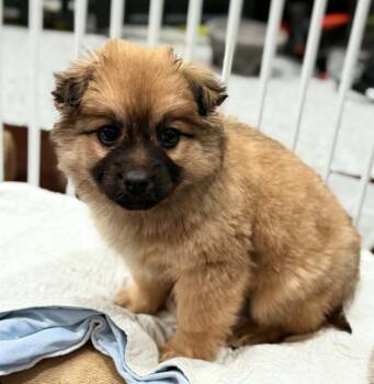 Corgi and Husky Dogs Available for Adoption - Cleo | PetCurious