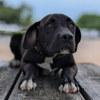 Diesel -  Black Labrador Retriever and Mixed Breed Dog for Adoption in Buchanan Dam, Texas - Diesel | PetCurious
