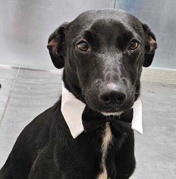 Tito -  Black Labrador Retriever Dog for Adoption in Santa Ana, California - Tito | PetCurious