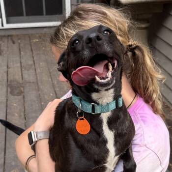 Lina -  Rat Terrier and Chihuahua Dog for Adoption in Ridgefield, Connecticut - Lina | PetCurious