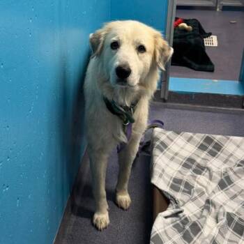 Dixie Lynn -  Mixed Breed Dog for Adoption in Edwardsville, Illinois - Dixie Lynn | PetCurious