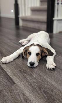 Rescue Great Pyrenees Dogs for Adoption in Pflugerville, Texas - JJ | PetCurious