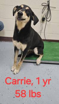 Carrie -  Shepherd Dog for Adoption in Herndon, Virginia - Carrie | PetCurious