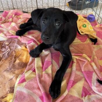 Cookie -  Mixed Breed Dog for Adoption in Saint Charles, Missouri - Cookie | PetCurious