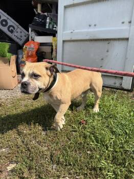 Winston -  Pit Bull Terrier Dog for Adoption in Pomona, New York - Winston | PetCurious