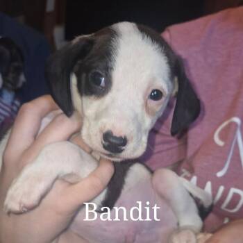 Beagle Dogs Available for Adoption in West Plains, Missouri - Bandit | PetCurious