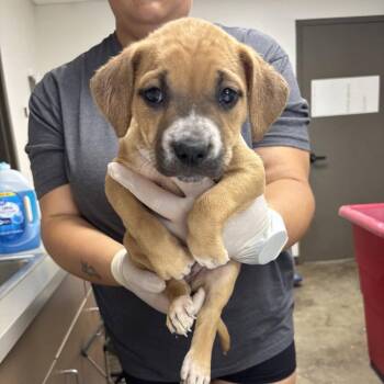 Raspberry Tart -  Labrador Retriever and Cattle Dog Dog for Adoption in Hattiesburg, Mississippi - Raspberry Tart | PetCurious