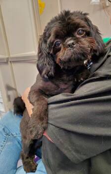 Shih Tzu Dogs Available for Adoption in Rockford, Illinois - Cappy | PetCurious