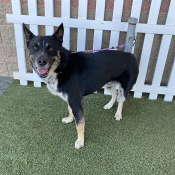 A614328 -  German Shepherd Dog and Siberian Husky Dog for Adoption in Modesto, California - A614328 | PetCurious