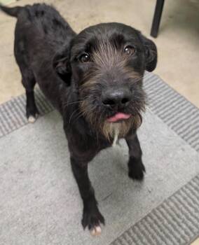 Poodle and Terrier Dogs Available for Adoption - Sparkles | PetCurious