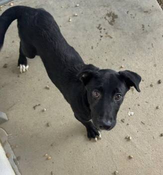 Emily 4 months AVAILABLE 6/17 -  Australian Cattle Dog Blue Heeler and Great Pyrenees Dog for Adoption in Sterling, Massachusetts - Emily 4 Months AVAILABLE 6/17 | PetCurious