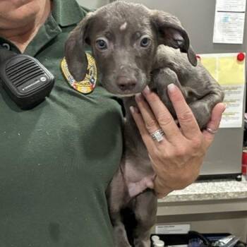 Taboo -  Whippet and Mixed Breed Dog for Adoption in Buchanan Dam, Texas - Taboo | PetCurious