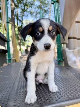 Hobbs -  Beagle and Australian Cattle Dog Blue Heeler Dog for Adoption in Fairfax, Virginia - Hobbs | PetCurious