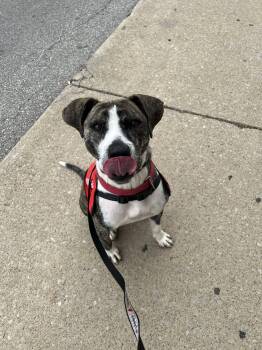 Rescue Hound Dogs for Adoption in Norwalk, Ohio - Turbo | PetCurious