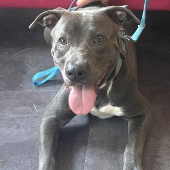 Buddy -  Pit Bull Terrier Dog for Adoption in Mooresville, Indiana - Buddy | PetCurious