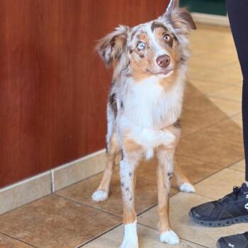 Stella -  Australian Shepherd Dog for Adoption in Columbus, Georgia - Stella | PetCurious