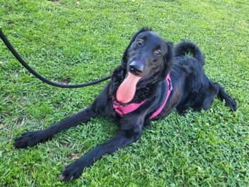 Rescue Goldendoodle Dogs for Adoption in Magnolia, Texas - Sonic | PetCurious