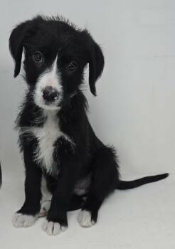 Labrador Retriever and Spaniel Dogs Available for Adoption - Zenith King | PetCurious