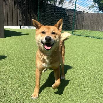 Shiba Inu Dogs Available for Adoption in Loxahatchee Groves, Florida - Mowgli Bear 9224 | PetCurious