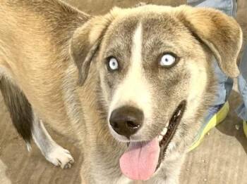 Hancock -  Mixed Breed Dog for Adoption in Georgetown, Texas - Hancock | PetCurious