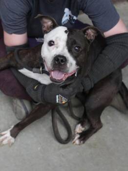 Anycia -  Mixed Breed Dog for Adoption in Chamblee, Georgia - Anycia | PetCurious