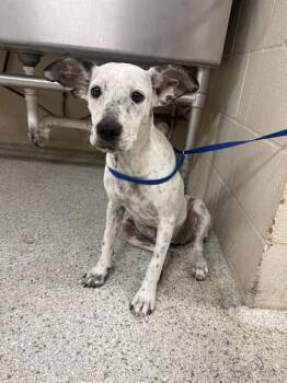 A432089 -  Australian Cattle Dog Blue Heeler and Mixed Breed Dog for Adoption in Conroe, Texas - A432089 | PetCurious