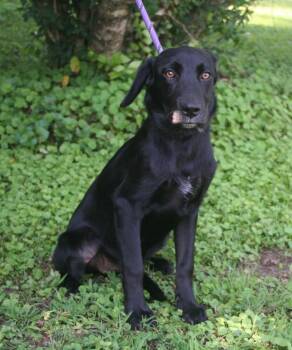 Lucy -  Labrador Retriever and Australian Shepherd Dog for Adoption in Pulaski, Tennessee - Lucy | PetCurious