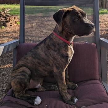 Terrier Dogs Available for Adoption - Gimli | PetCurious