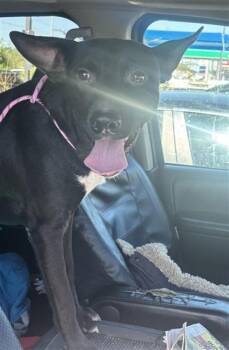 Rescue Mixed Breed Dogs for Adoption in Dallas, Texas - MAX | PetCurious