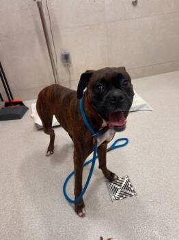 Hoku -  Boxer and Mixed Breed Dog for Adoption in Honolulu, Hawaii - Hoku | PetCurious