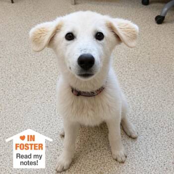 Sitka -  Great Pyrenees and Chihuahua Dog for Adoption in Kanab, Utah - Sitka | PetCurious