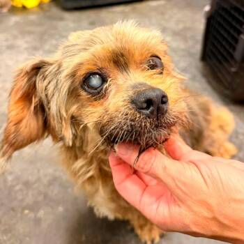 Frank -  Yorkshire Terrier and Mixed Breed Dog for Adoption in Evensville, Tennessee - Frank | PetCurious
