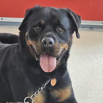 Zeus -  Rottweiler Dog for Adoption in Evansville, Indiana - Zeus | PetCurious