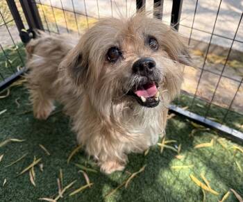 Atlas -  Yorkshire Terrier Dog for Adoption in Canutillo, Texas - Atlas | PetCurious