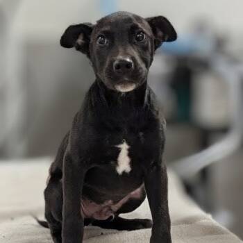 Rescue Labrador Retriever and Pit Bull Terrier Dogs for Adoption in Griswold, Connecticut - Ernesto | PetCurious