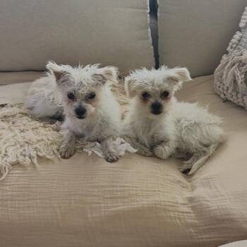 ChaCha & Churro- bonded sweeties -  Maltese and Terrier Dog Available for Adoption in Los Angeles, California - ChaCha & Churro- Bonded Sweeties | PetCurious