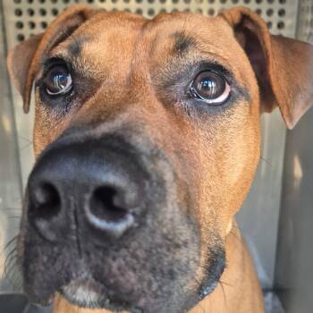 Rescue Mixed Breed and Boxer Dogs for Adoption in Columbus, Georgia - 11/08/2025-Stray-SouthLumpkinRoad | PetCurious