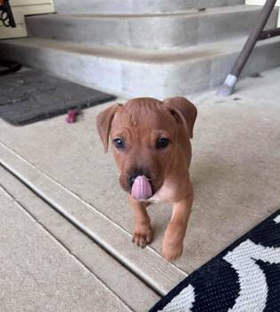 Uncle Fester -  Pit Bull Terrier Dog for Adoption in Germantown, Ohio - Uncle Fester | PetCurious